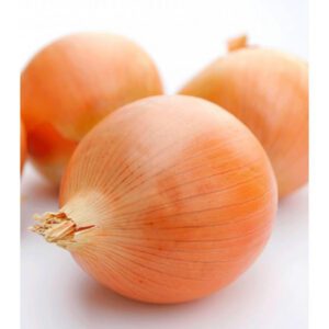 CEBOLA VALECIANA TARDIA SEMENTES